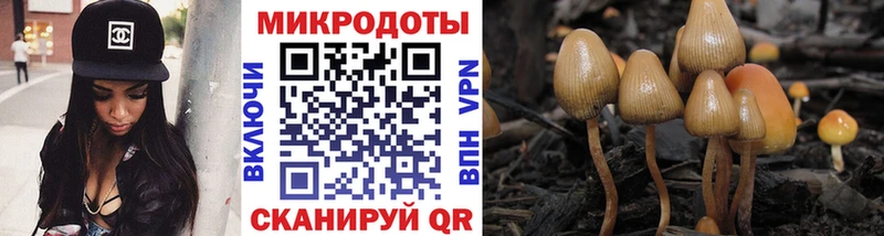 Галлюциногенные грибы Psilocybe  Купить где  Ачхой-Мартан 